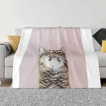 Красива котка търси най-новите супер меки топли светлина тънки одеяло животински портрет фон блаженство котка затвори сладък котешки